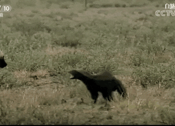 “平头哥”挑战两只老虎！为何蜜獾无所畏惧 它的战力究竟咋样