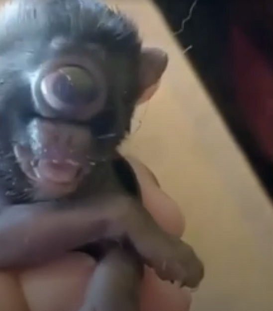 巴西一农场惊现基因突变猫:只有一只眼 长在面部中央