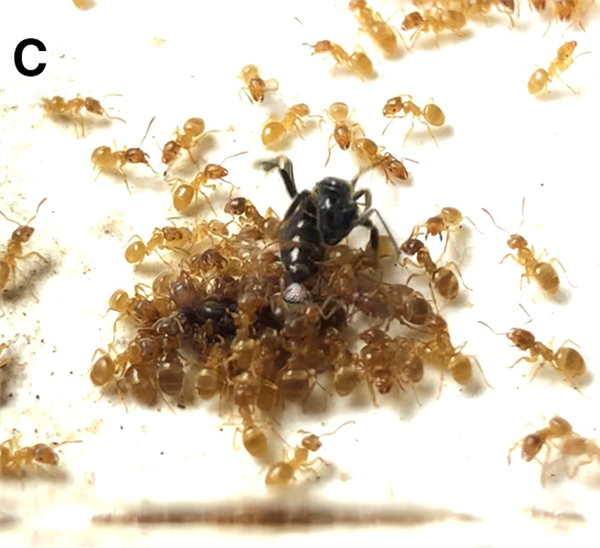 寄生蚁潜入别人巢穴 不费一兵一卒 就能借工蚁的手杀死蚁后自己当王