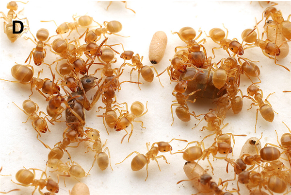 寄生蚁潜入别人巢穴 不费一兵一卒 就能借工蚁的手杀死蚁后自己当王