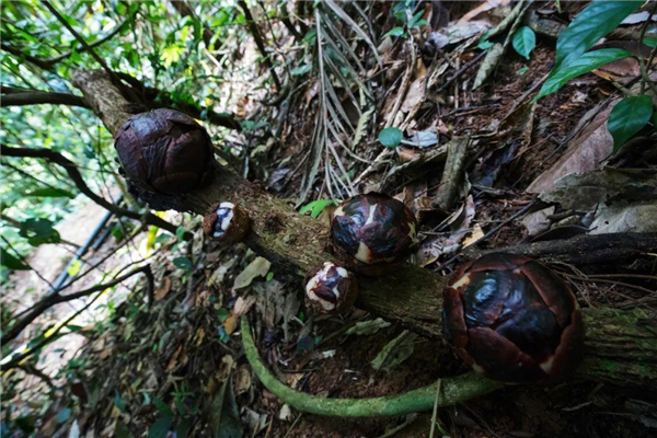 仿佛地狱使者！苦寻13年终见大王花盛开：硕大鲜艳 散发恶臭