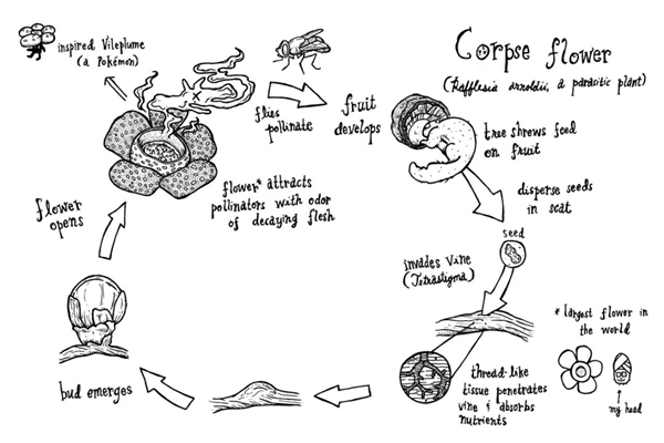 仿佛地狱使者！苦寻13年终见大王花盛开：硕大鲜艳 散发恶臭