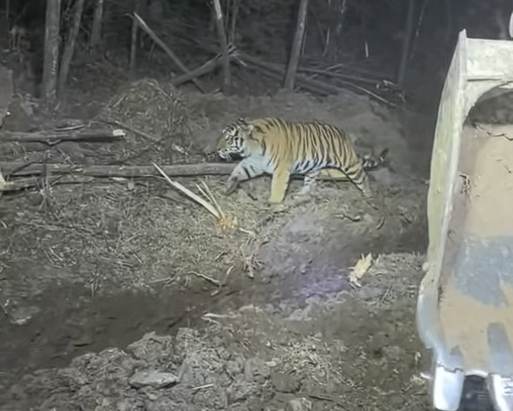 挖掘机女司机夜间作业偶遇东北虎：气定神闲 丝毫不怕人