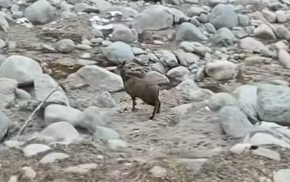 世界最濒危的物种之一!甘肃有牧民在河谷拍到国一保护动物马麝