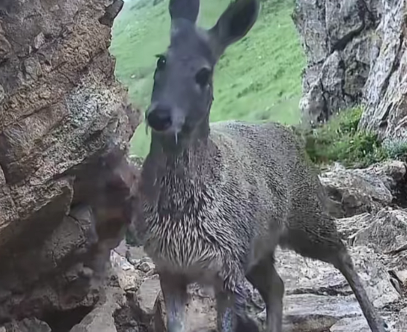 世界最濒危的物种之一!甘肃有牧民在河谷拍到国一保护动物马麝