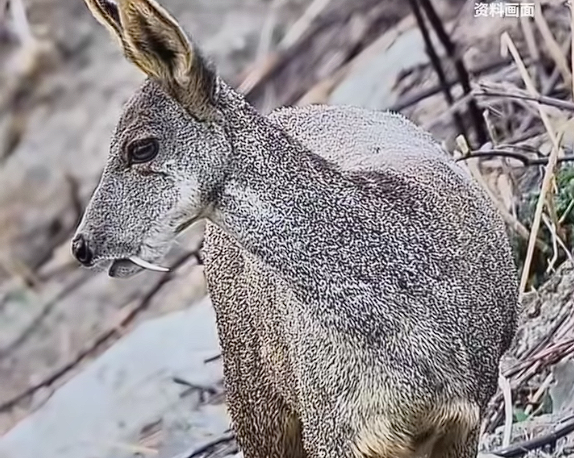 世界最濒危的物种之一!甘肃有牧民在河谷拍到国一保护动物马麝