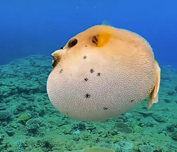 毒性是氰化钠的1000倍以上!男子钓上河豚食用后中毒住进ICU