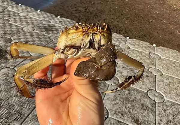 一只大闸蟹引发美国一州恐慌:实在被入侵物种搞怕了!