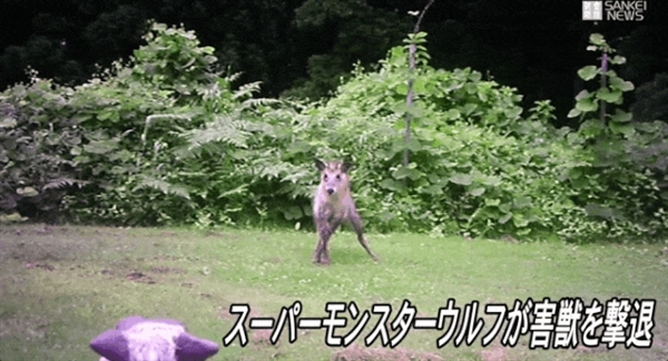 眼睛闪着红光、90分贝噪音 日本多地用“机器狼”驱赶熊