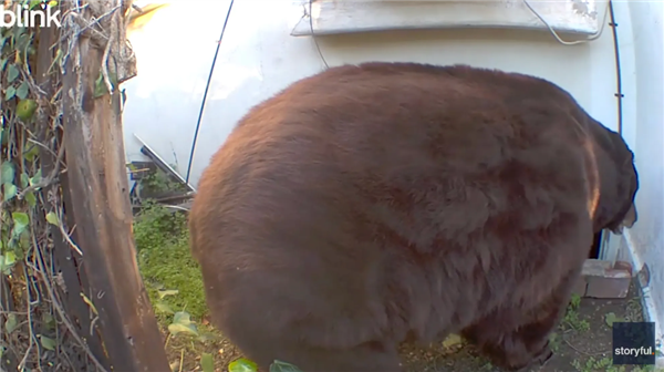 美国男子地下室惊现巨熊 进出只能硬挤 但就是不走