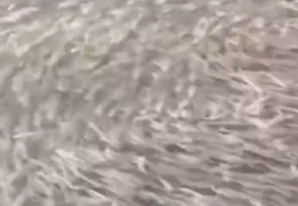 日本大阪一河道涌入鱼群：覆盖整个河面 居民担忧地震