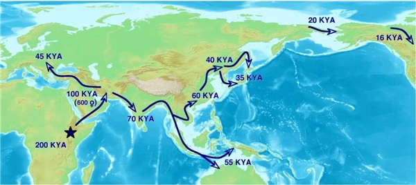 中国远古巨猿 身高3米史上最大灵长类动物 为何20万年前突然灭绝？