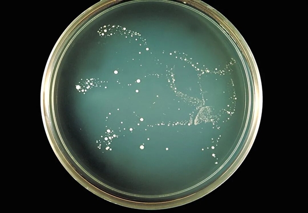 切尔诺贝利的真菌正在学会吸收强辐射 可能利用辐射进行未知的代谢