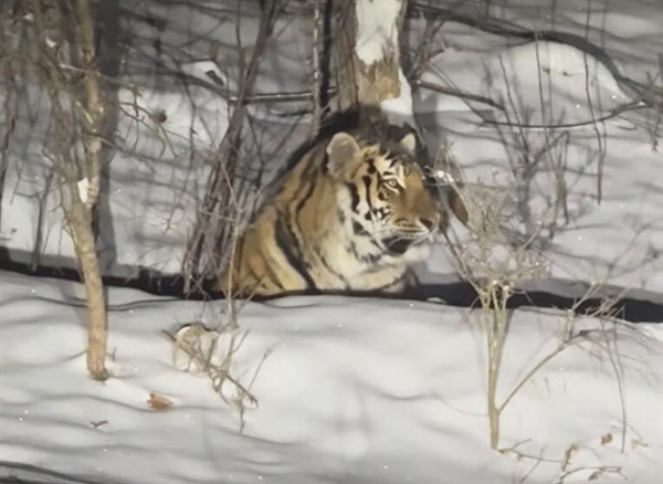 女子雪夜遇东北虎：感受“死亡凝视”