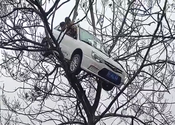 真不是AI制作！一轿车开上大树：有人被困车内