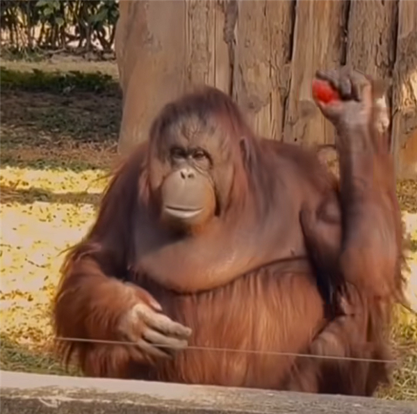 动物园里红毛猩猩被投喂后抱拳致谢 网友：再进化该上班了
