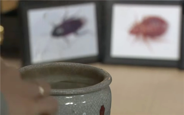 日本人会玩：摆上蟑螂蚊子遗照 百人焚香祭拜