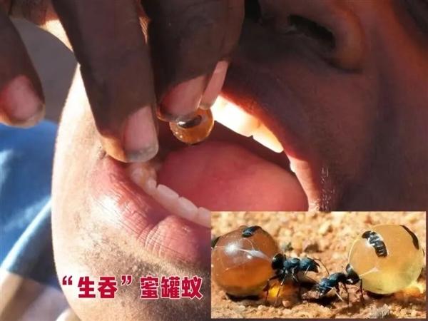 美国男子每天吃虫100只 只因享受虫子在嘴里蠕动的感觉