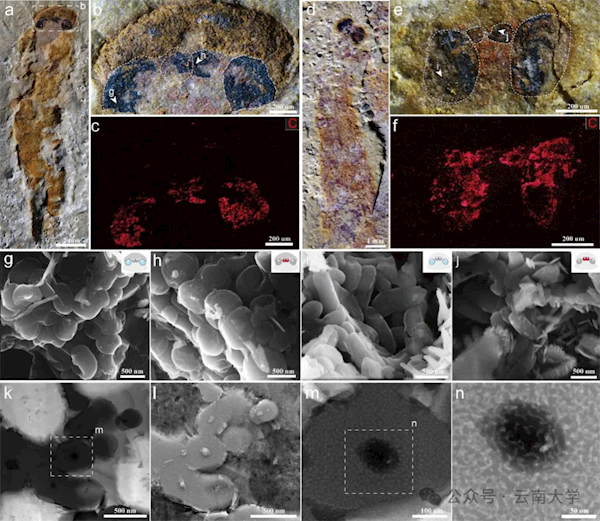 寒武纪时期的鱼竟有四只眼睛 复原图有点儿呆萌
