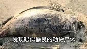 广东海滩发现“美人鱼”尸体:2022年已功能性灭绝