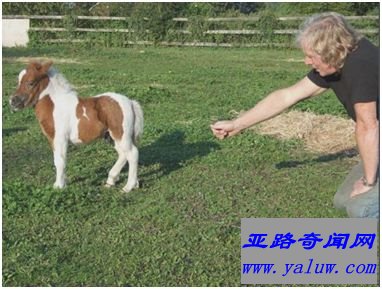 世界上最小的马种——法拉贝拉 世界上最小的马种——法拉贝拉