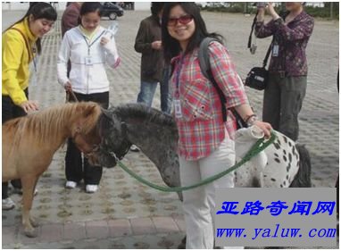 世界上最小的马种——法拉贝拉 世界上最小的马种——法拉贝拉