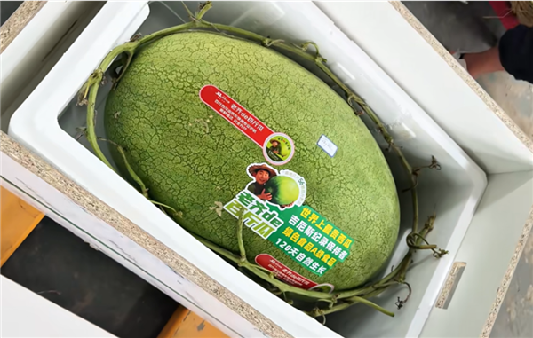 曾创吉尼斯纪录！百斤大西瓜上市 快递小哥直接用上爬楼机送货